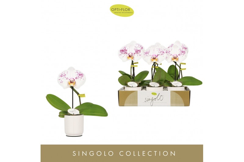 Phalaenopsis Singolo - Owari - 1 bloem - Lazio White 