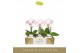 Phalaenopsis Singolo - Owari - 1 bloem - Lazio White 