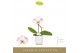 Phalaenopsis Singolo - Owari - 1 bloem - Lazio White 