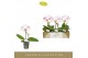 Phalaenopsis Singolo - Owari - 1 bloem 