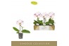 Phalaenopsis Singolo - Owari - 1 bloem
