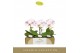 Phalaenopsis Singolo - Owari - 1 bloem 