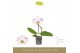 Phalaenopsis Singolo - Owari - 1 bloem 