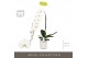Phalaenopsis wit Formidablo - Yosemite Falls - 1 tak, 15+ bloem - Moli 