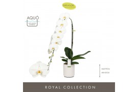 Phalaenopsis wit Formidablo - Yosemite Falls - 1 tak, 15+ bloem - Moli