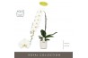 Phalaenopsis wit Formidablo - Yosemite Falls - 1 tak, 15+ bloem - Moli
