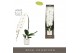 Phalaenopsis wit Formidablo - Yosemite Falls - 1 tak, 15+ bloem - Moli 