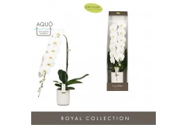 Phalaenopsis wit Formidablo - Yosemite Falls - 1 tak, 15+ bloem - Moli