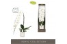 Phalaenopsis wit Formidablo - Yosemite Falls - 1 tak, 15+ bloem - Moli