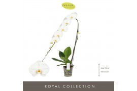Phalaenopsis wit Formidablo - Yosemite Falls - 1 tak, 15+ bloem
