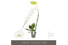 Phalaenopsis wit Formidablo - Yosemite Falls - 1 tak, 15+ bloem