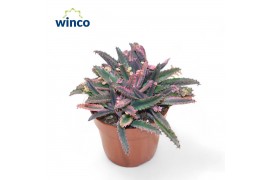 Kalanchoe daigremontiana Kalanchoe Pink Butterfly (group) 1 pp 18