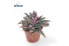 Kalanchoe daigremontiana Kalanchoe Pink Butterfly (group) 1 pp 18