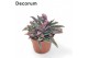 Kalanchoe daigremontiana Kalanchoe Pink Butterfly (group) 1 pp 18 
