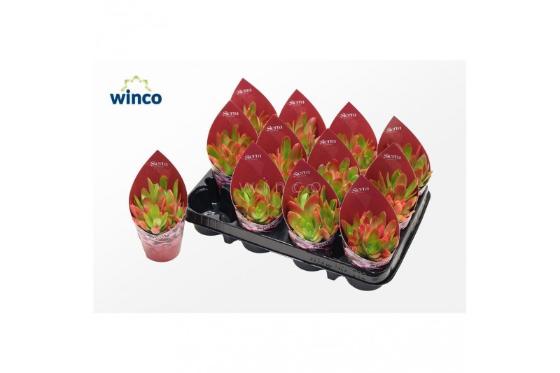 Crassula Crassula Capitella Campfire (sierra) 