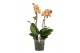 Phalaenopsis multiflora oranje Colours P15 A2 Monaco 9 bl. 2 tak/plnt  