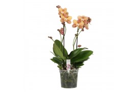Phalaenopsis multiflora oranje Colours P15 A2 Monaco 9 bl. 2 tak/plnt 