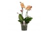 Phalaenopsis multiflora oranje Colours P15 A2 Monaco 9 bl. 2 tak/plnt 