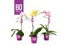 Phalaenopsis multiflora mix BO - Colours Mix - 1 tak, 12+ bloem