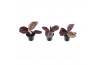 Calathea princess jesse decorum