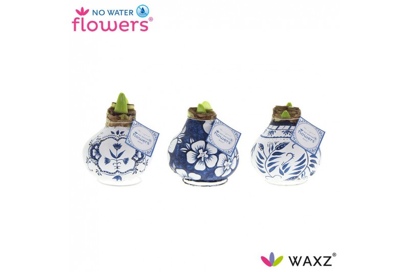 Hippeastrum gewaxt No Water Flowers Waxz Delfts Blauw 