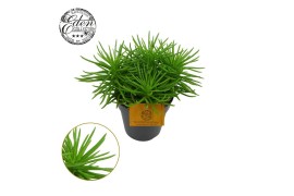 Senecio archeri himalaya