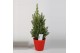 Picea glauca perfecta in coverpot 