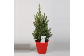 Picea glauca perfecta in coverpot