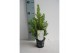 Picea glauca conica 