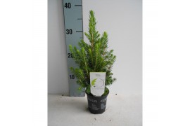 Picea glauca conica