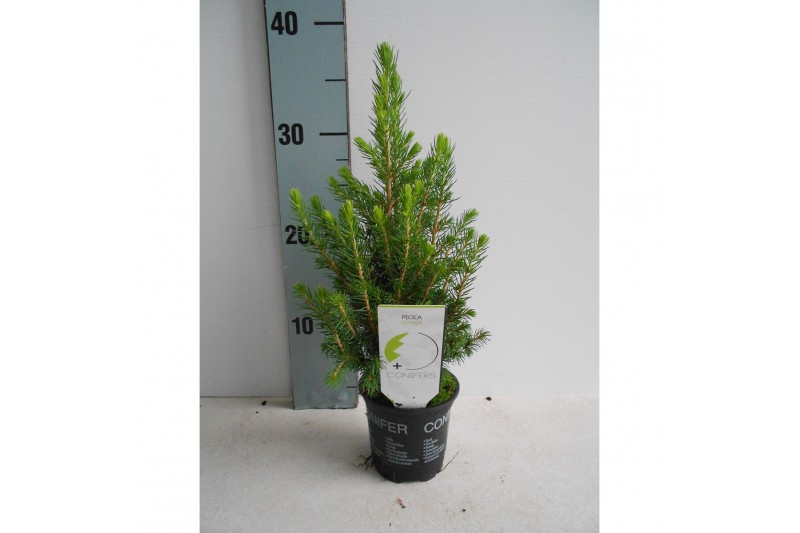Picea glauca conica 