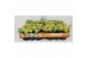 Sedum sieboldii mediovariegatum 