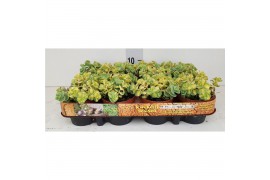 Sedum sieboldii mediovariegatum