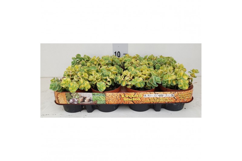 Sedum sieboldii mediovariegatum 