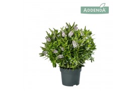 Hebe hebedonna jenna Hebe Addenda Donna®
