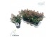 Skimmia japonica rubella 7+ 