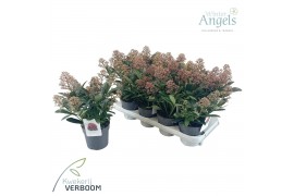 Skimmia japonica rubella 7+