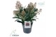 Skimmia japonica rubella 7+ 
