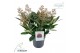 Skimmia japonica rubella 7+ 