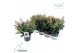 Skimmia japonica rubella 7+ 