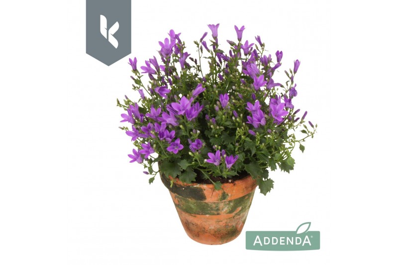 Campanula port. ambella intens purple Campanula Ambella Intens Purple Campanula port. ambella intens purple Campanula Ambella Intens Purple