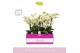 Phalaenopsis multiflora wit 4 tak in zwart abruzzo aquo 