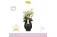 Phalaenopsis multiflora wit 4 tak in zwart abruzzo aquo 