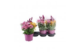 Arrangementen tuinplanten Abbracci Maria P19 5 pp 10 bl.