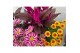 Arrangementen tuinplanten Abbracci Maria P19 5 pp 10 bl. 