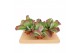 Kalanchoe thyrsiflora Flapjack 17 cm (Kalanchoe thyrsiflora) 