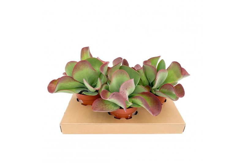 Kalanchoe thyrsiflora Flapjack 17 cm (Kalanchoe thyrsiflora) Kalanchoe thyrsiflora Flapjack 17 cm (Kalanchoe thyrsiflora)
