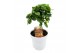 Citrofortunella microcarpa Citrus calamondin 