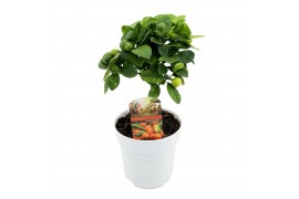 Citrofortunella microcarpa Citrus calamondin