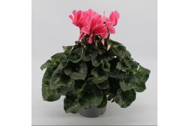 Cyclamen pers. super serrie mammoth Lichtroze grootbloemig